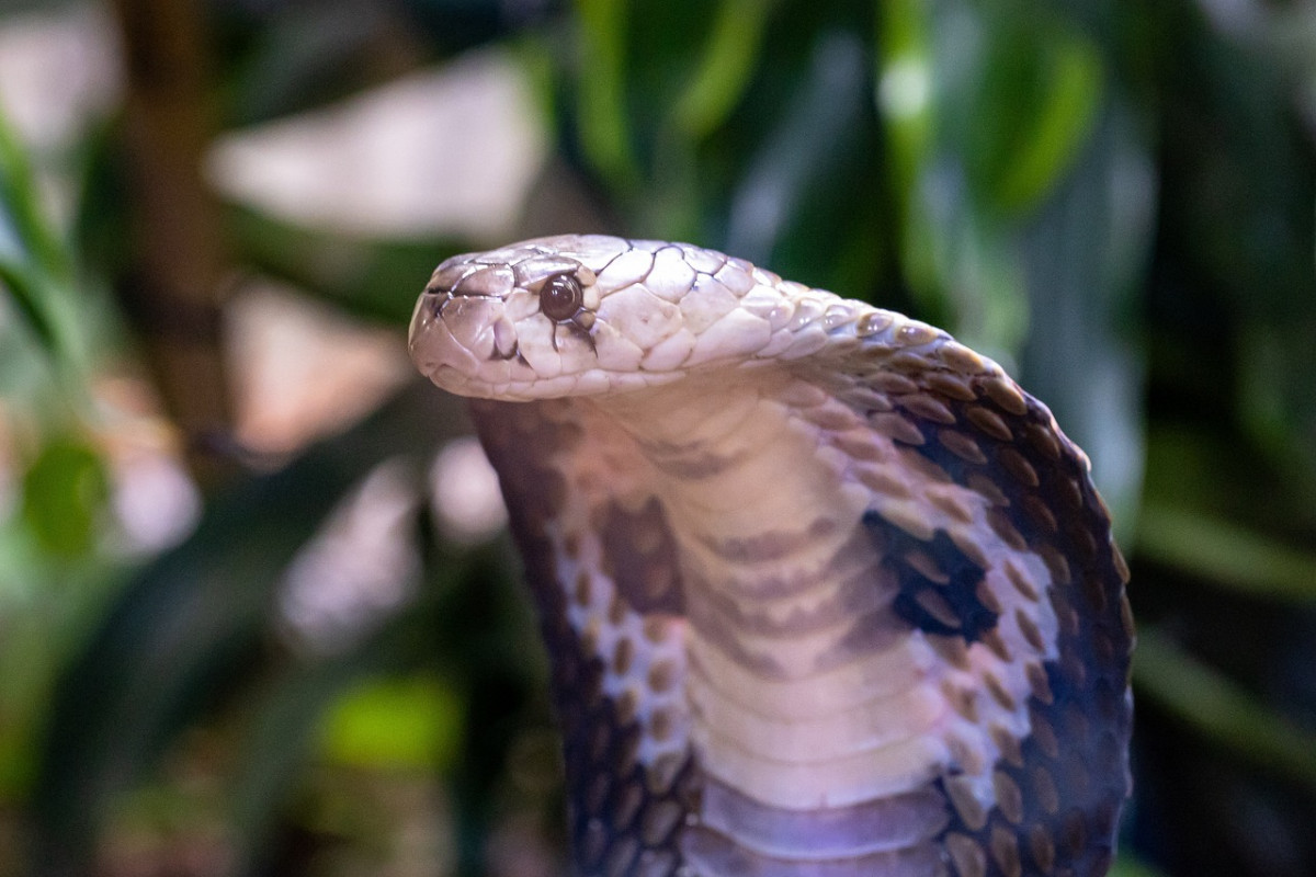 kobra mérges kígyó