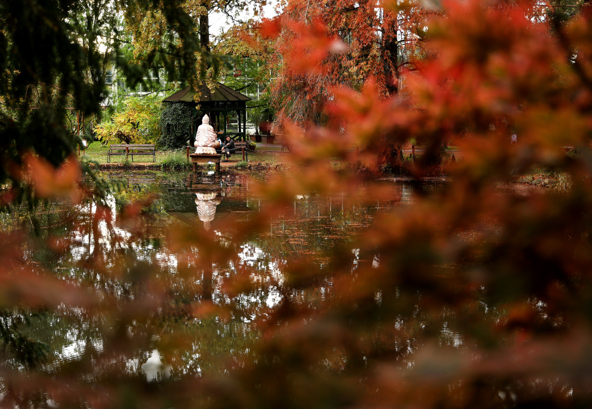 Szeged, momiji, japán, juhar, Füvészkert, japánkert, ősz, természet, időjárás